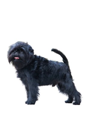 Affenpinscher beyaz arkaplanda izole