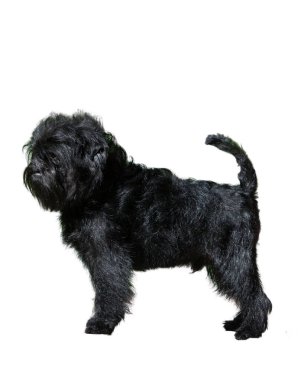 Affenpinscher beyaz arkaplanda izole