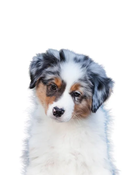 Marmer Australische Herder Puppy Voorkant Van Een Witte Achtergrond — Stockfoto
