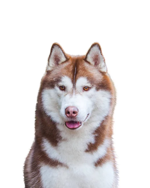 Isolat Husky Sibérien Sur Fond Blanc — Photo