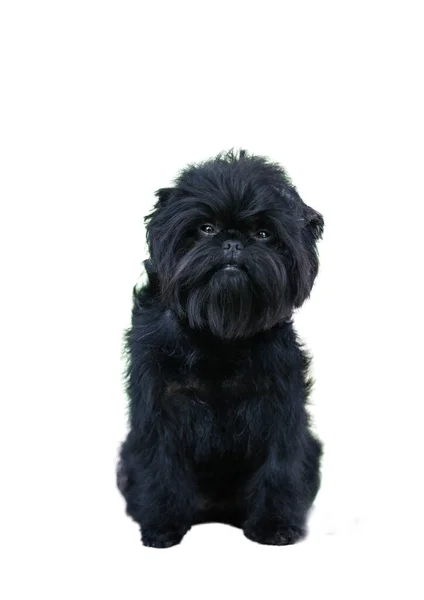 Affenpinscher beyaz arkaplanda izole