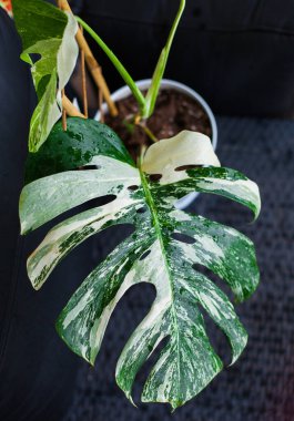 Koyu arkaplanda Monstera variegata bitkisi