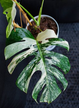 Koyu arkaplanda Monstera variegata bitkisi
