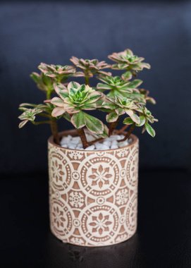 Aeonium yeşil çayını koyu arkaplanda bir demlikte sulandırır.