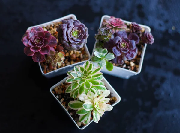 Succulent Different Types Pot Dark Background — Stock Photo, Image