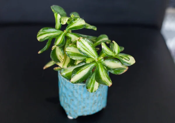 Koyu arkaplanda Crassula Ovata Variegata bitkisi