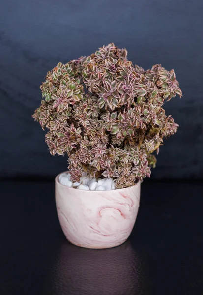 Aeonium Sunburst Cristata Houseplant Sobre Fondo Oscuro — Foto de Stock