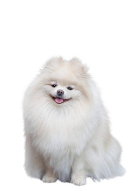 Pomeranian spitz beyaz arkaplanda izole