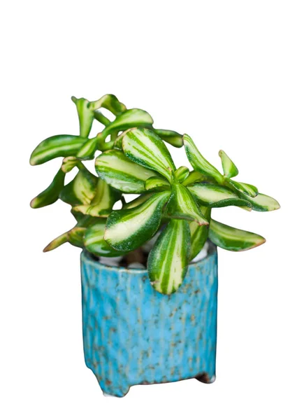 stock image Houseplant Crassula Ovata Variegata isolate