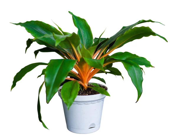 Beyaz arka plandaki ev bitkisini ayır