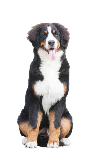 白い背景に隔離されたベルネーゼの山犬の子犬 — ストック写真