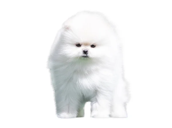 White Pomeranian Puppy Isolate White Background — Stock Photo, Image