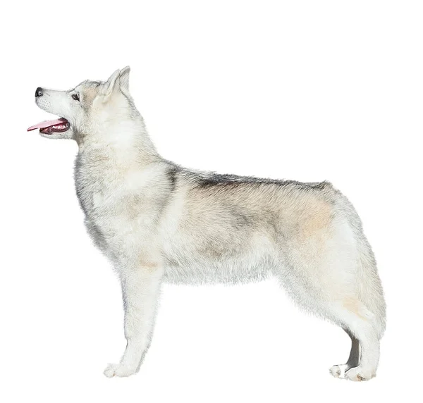静的なシベリアハスキー子犬は白い背景に隔離されます — ストック写真