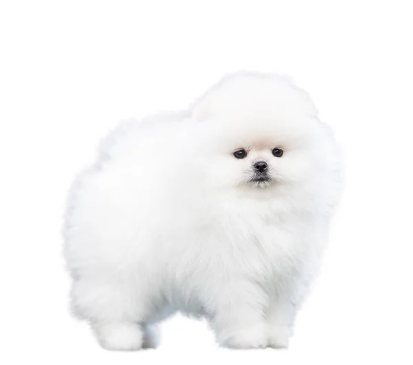 Witte Pomeranian Puppy Isoleren Witte Achtergrond — Stockfoto