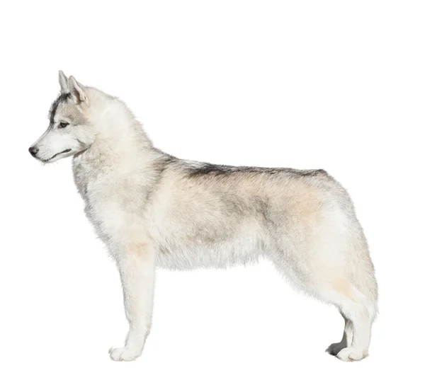 Cachorro Husky Siberiano Estático Isolado Fundo Branco — Fotografia de Stock