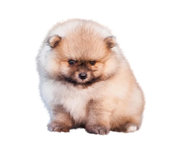 Απομόνωση Pomeranian Spitz Λευκό Φόντο — Φωτογραφία Αρχείου