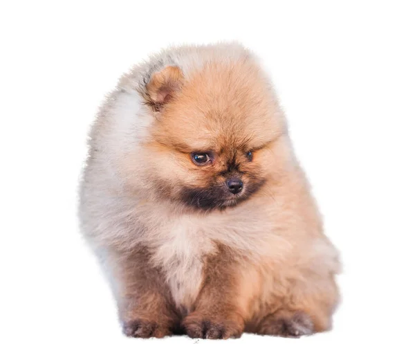 Pomeranian Spitz Izolovat Bílém Pozadí — Stock fotografie