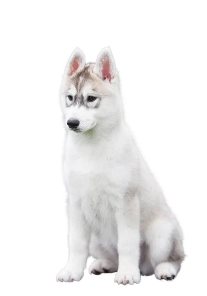 Siberiano Husky Cachorro Aislado Sobre Fondo Blanco — Foto de Stock