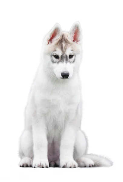 Sibirya Husky Köpeği Beyaz Arka Planda Izole Edildi — Stok fotoğraf