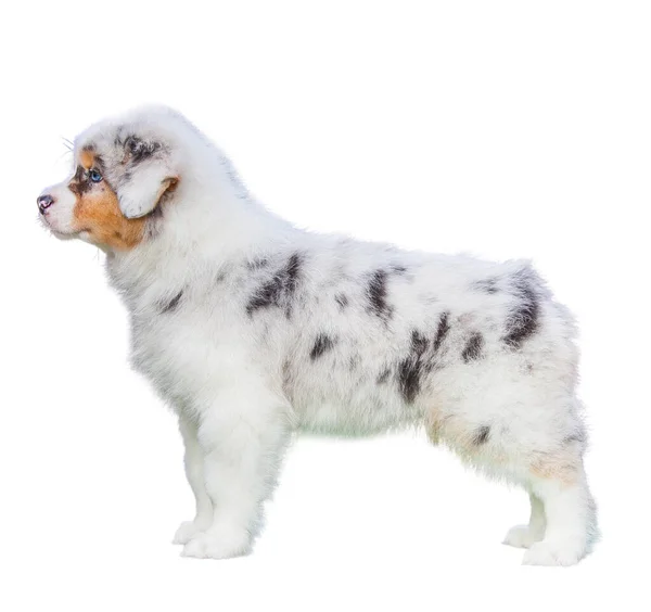Marmer Australische Herder Puppy Een Witte Achtergrond — Stockfoto