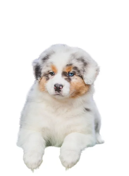 Marmer Australische Herder Puppy Een Witte Achtergrond — Stockfoto