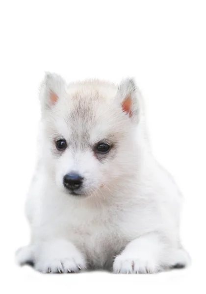 Siberian Husky Puppy Isolate White Background — Stock Photo, Image