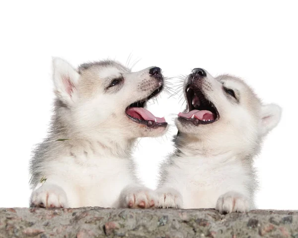 Siberiano Husky Cachorro Aislado Sobre Fondo Blanco — Foto de Stock