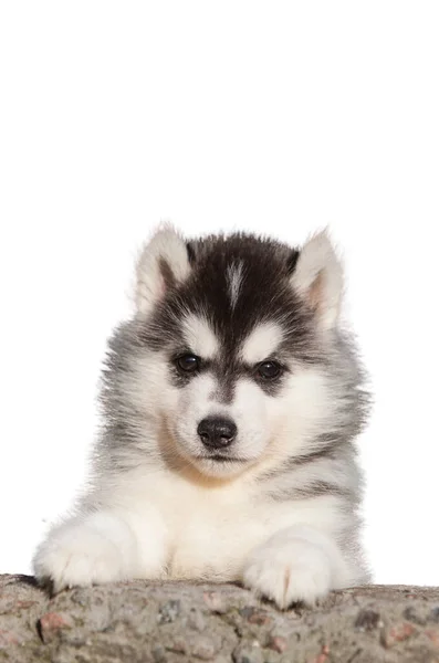 Sibirya Husky Köpeği Beyaz Arka Planda Izole Edildi — Stok fotoğraf