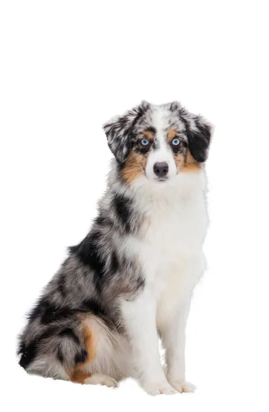 Miniatur American Shepherd Hund Isoliert Auf Weißem Hintergrund — Stockfoto