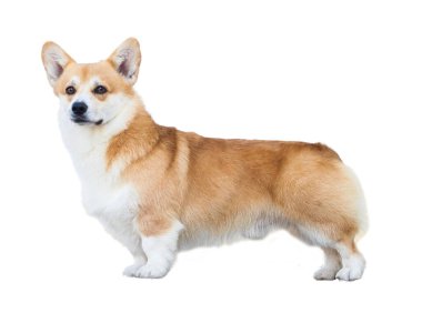 Pembroke Welsh Corgi beyaz arkaplanda izole edildi