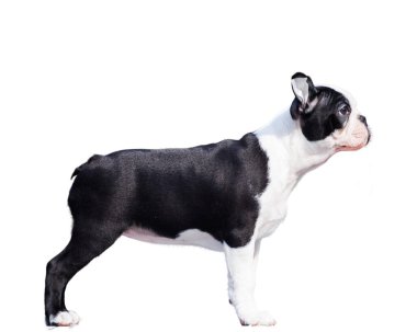 Boston Terrier köpeği beyaz arkaplanda izole edildi