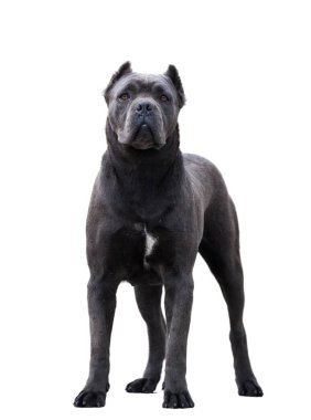 Cane Corso köpeği beyaz arkaplanda izole edildi