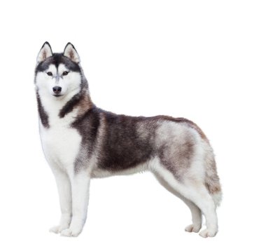 Sibirya Husky 'si beyaz arka planda izole edildi