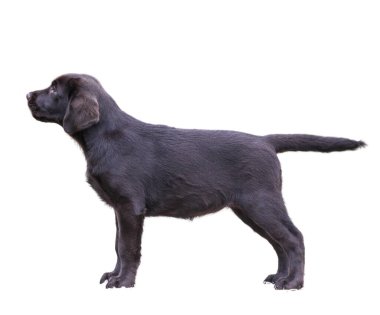 Labrador köpeği beyaz arkaplanda izole edildi