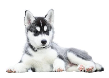 Sibirya Husky köpeği beyaz arka planda izole edildi
