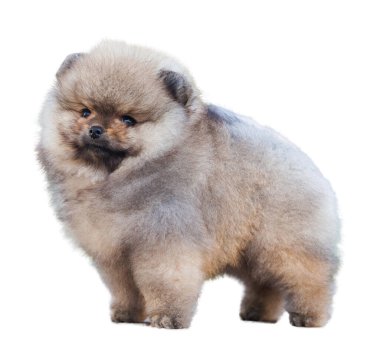 Pomeranian spitz beyaz arkaplanda izole