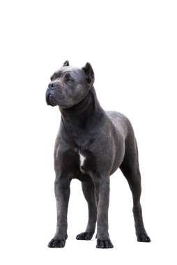 Cane Corso köpeği beyaz arkaplanda izole edildi