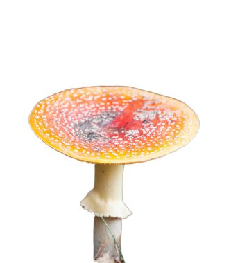 Beyaz arkaplanda agarik uç