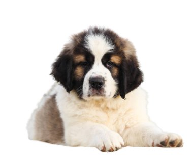 St. Bernard köpek yavrusu beyaz arkaplanda izole edildi