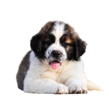 St. Bernard köpek yavrusu beyaz arkaplanda izole edildi