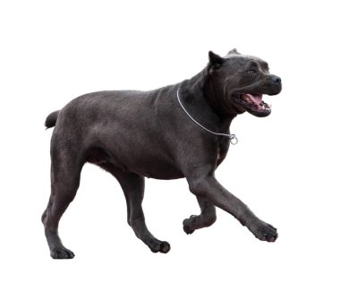 Cane Corso köpeği beyaz arkaplanda izole edildi