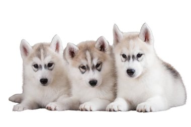 Sibirya Husky köpeği beyaz arka planda izole edildi