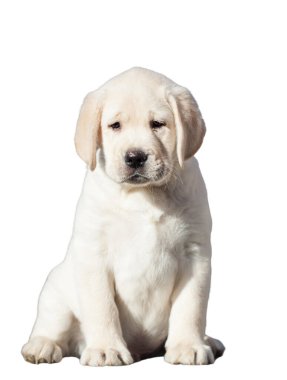 Labrador köpeği beyaz arkaplanda izole edildi