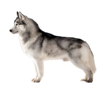 Sibirya Husky 'si beyaz arka planda izole edildi