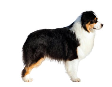 Beyaz arkaplan önünde üç renkli Avustralya çoban köpeği