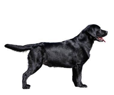 Labrador köpeği beyaz arkaplanda izole edildi