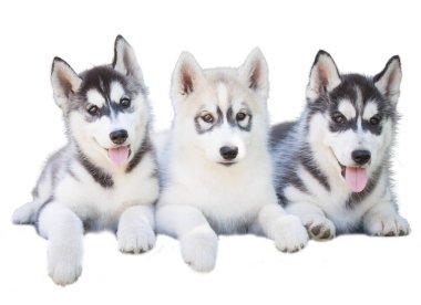 Sibirya Husky köpeği beyaz arka planda izole edildi