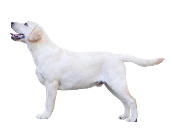 Labrador Hond Isoleren Witte Achtergrond — Stockfoto