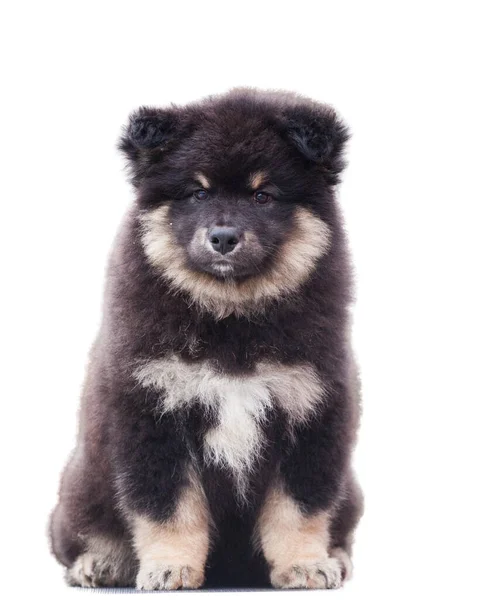 Finnischer Lapphund Isoliert Auf Weißem Hintergrund — Stockfoto