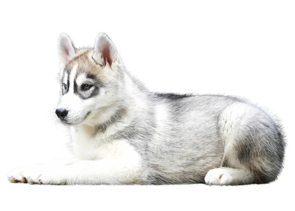 シベリアハスキー子犬は白い背景に隔離されます — ストック写真